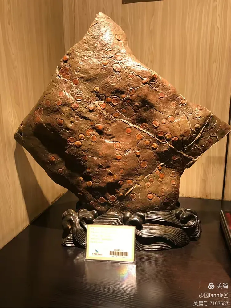 森晖自然博物馆(森晖自然博物馆怎么样) 森晖自然博物馆(森晖自然博物馆怎么样)