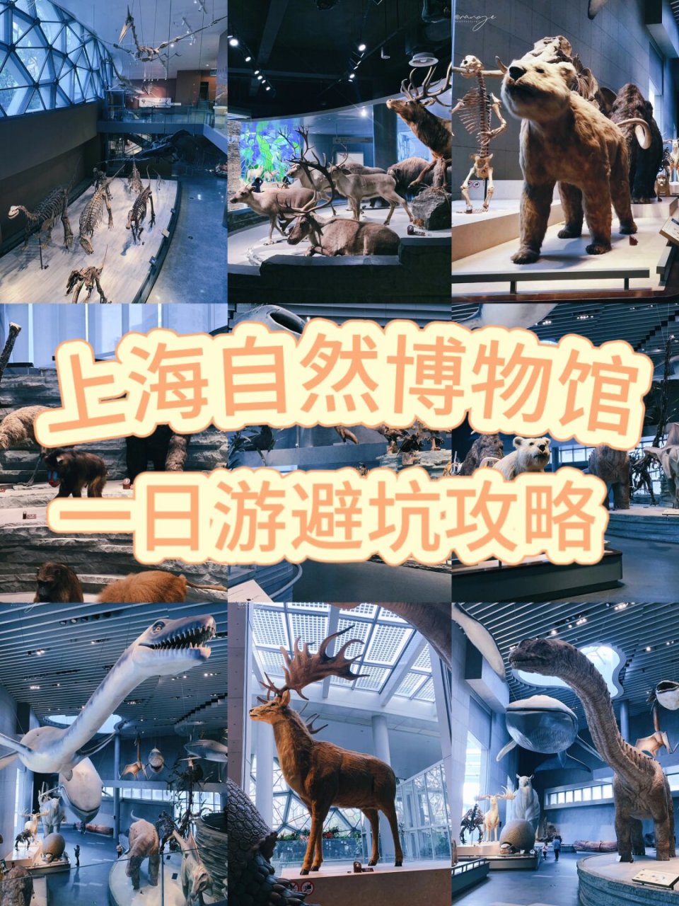 上海自然博物馆旅游攻略(上海自然博物馆旅游攻略小报)