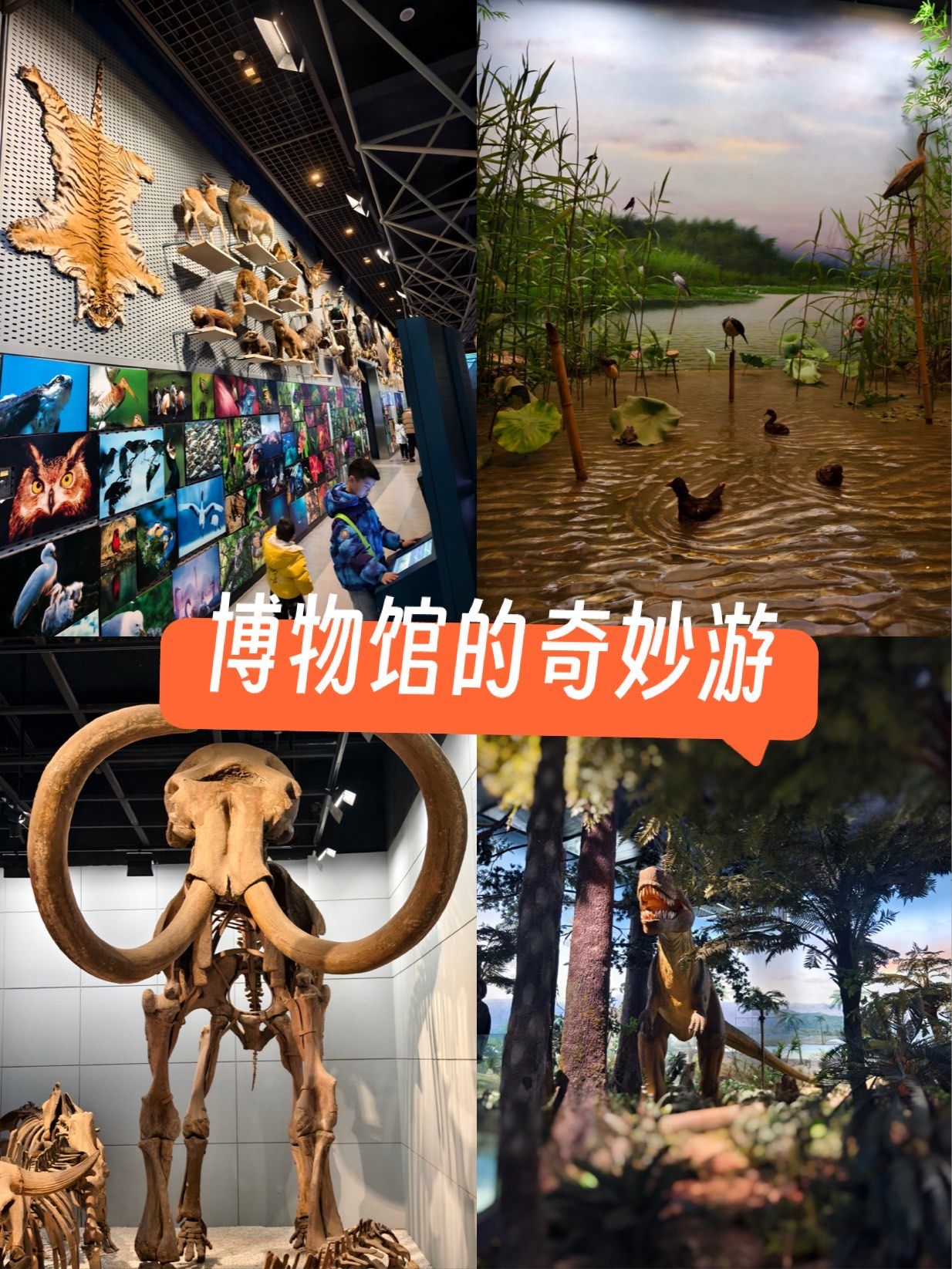 北京自然博物馆地址(北京自然博物馆地址在哪里)
