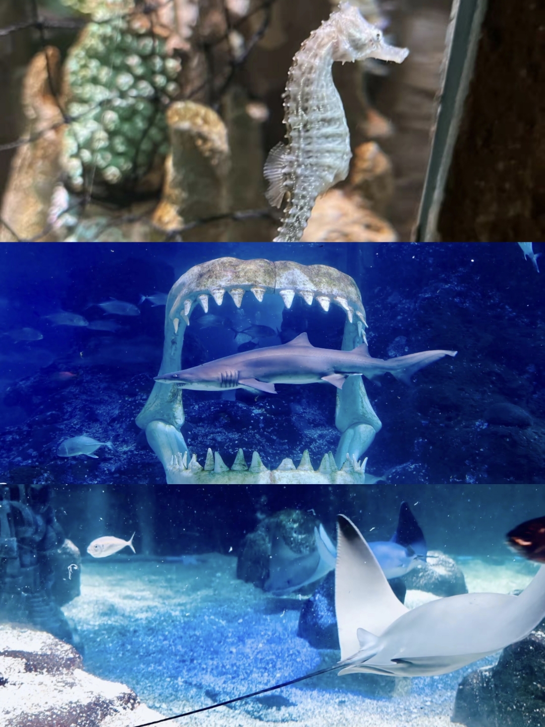 长风海洋世界攻略(长风海洋世界半天够玩吗) 长风海洋世界攻略(长风海洋世界半天够玩吗)