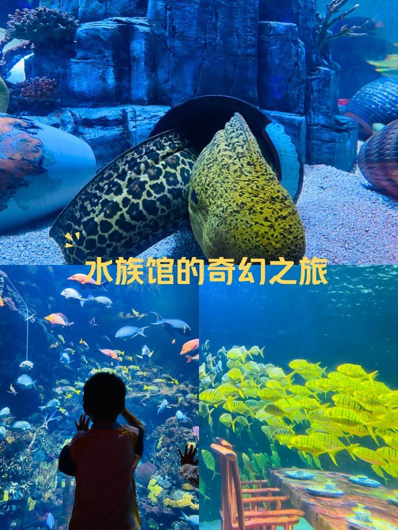 长风海洋世界攻略(长风海洋世界半天够玩吗) 长风海洋世界攻略(长风海洋世界半天够玩吗)