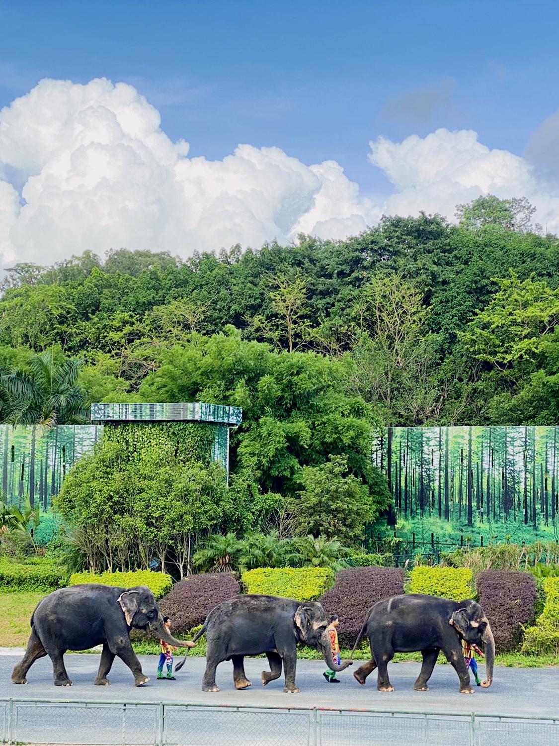 深圳野生动物园旅游攻略(2021深圳野生动物园特价门票) 深圳野生动物园旅游攻略(2021深圳野生动物园特价门票)